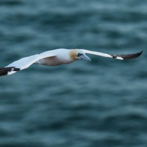 Seabird migration Gannet , Varanger