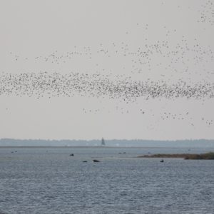 Birdwaching-Norway-birdmigration