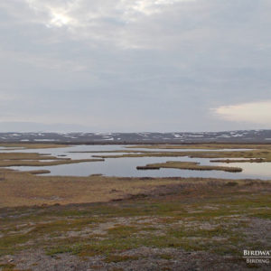 Wetlands on the Varanger peninsula