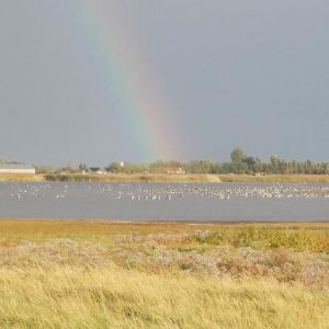 Falsterbo bird migration