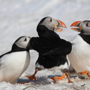 Fighting Puffins